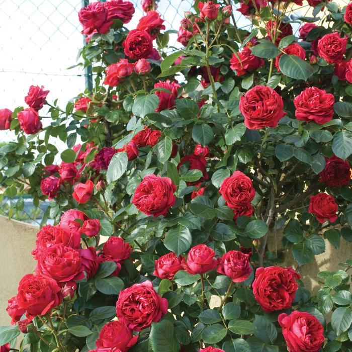 Rosa Climbing Eden Climber® Red