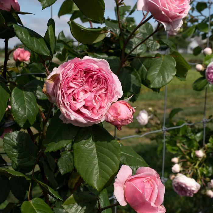 Rosa Climbing Arborose® Kiss Me Kate™ PP30810