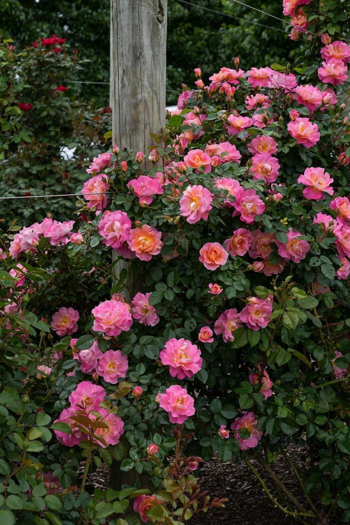 Rosa Climbing Fruity Petals™ PP28657
