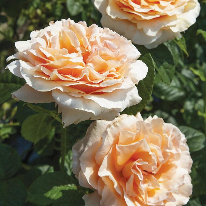 Rosa Climbing Polka™