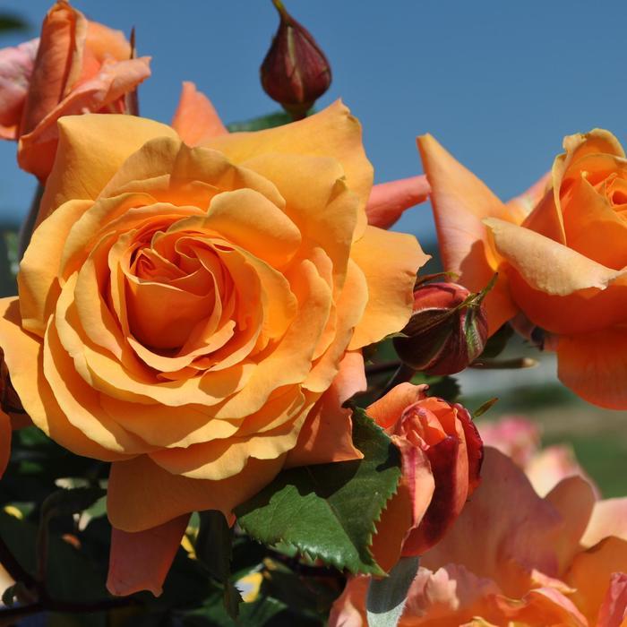 Rosa Climbing Tangerine Skies™ Arborose® PPAF