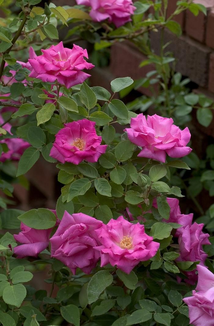 Rosa Climbing Zephirine Drouhin