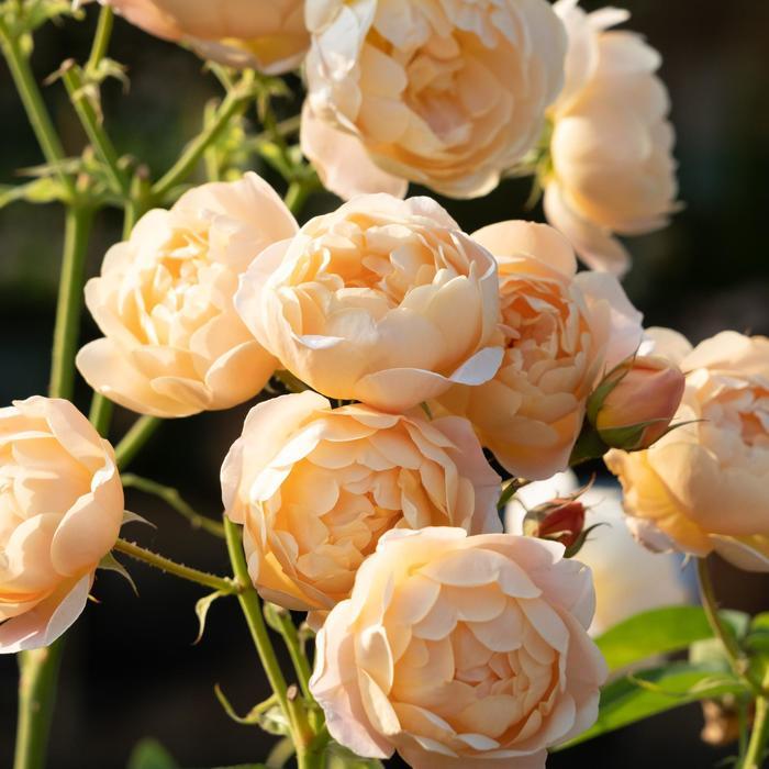 Rosa David Austin Dannahue® PP36316