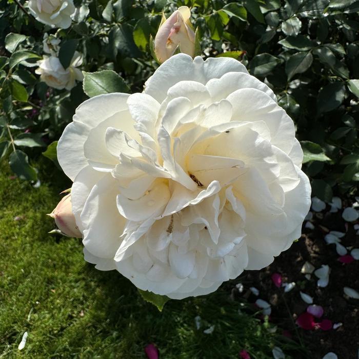 Rosa David Austin Lichfield Angel™ PP18702