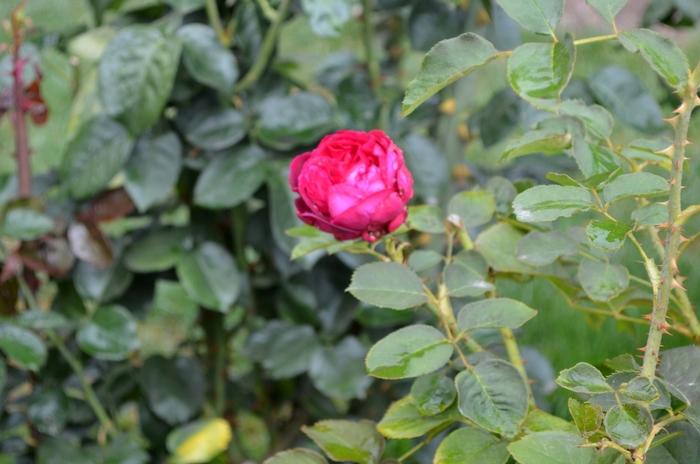 Rosa David Austin Munstead Wood PP19876