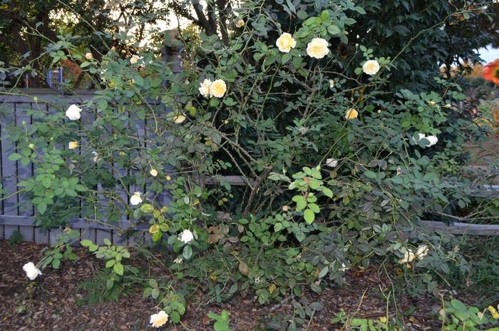 Rosa David Austin Teasing Georgia