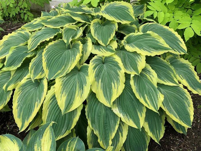 Hosta Drop-dead Gorgeous
