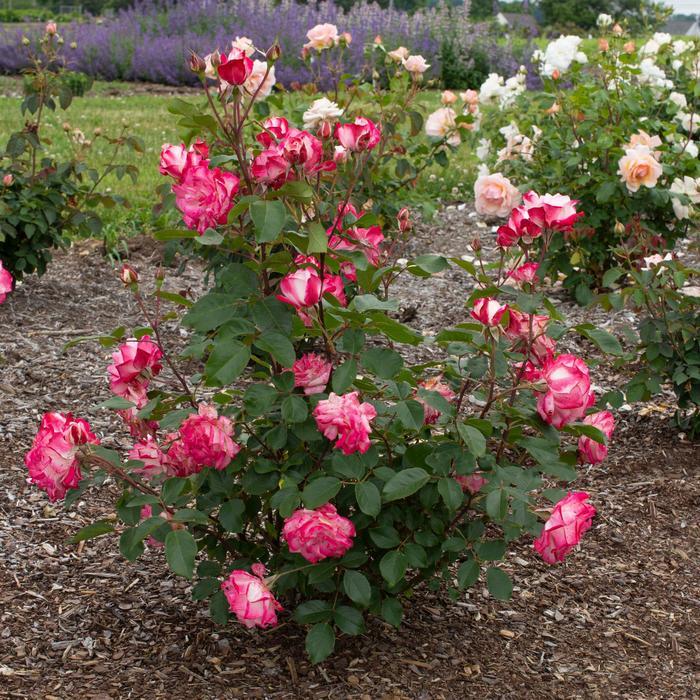 Rosa Tree 36 Candy Cane Cocktail™ PP28661