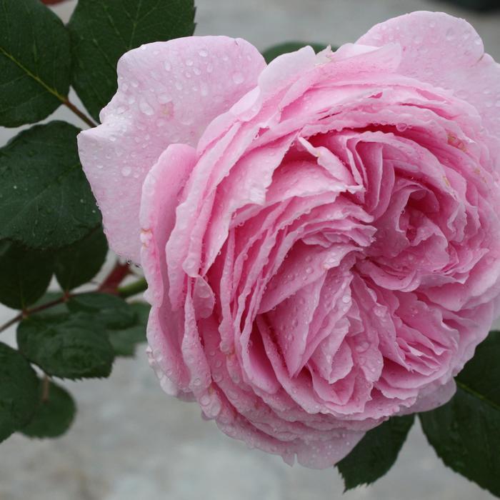 Rosa Floribunda Summer Romance™ Parfuma® PP25993