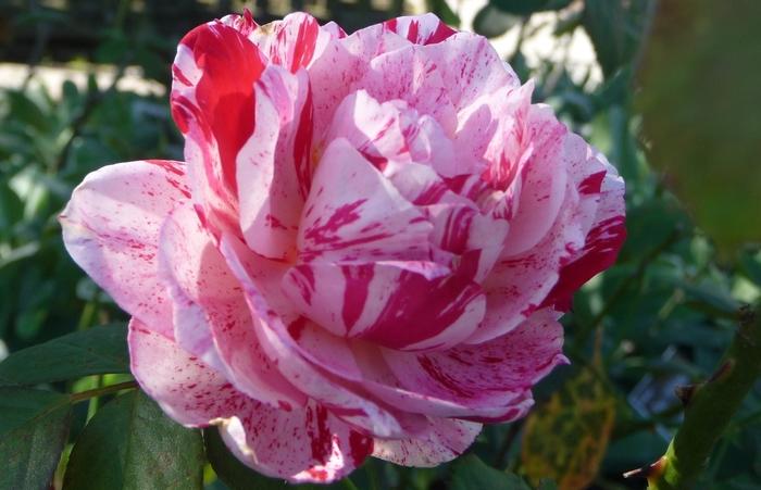 Rosa Floribunda Scentimental™ PP10126