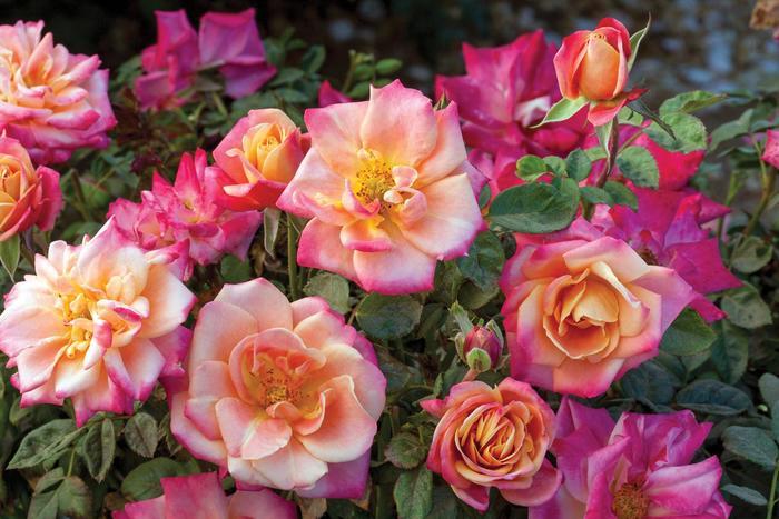 Rosa Tree 36 Polynesian Punch™ PP28073