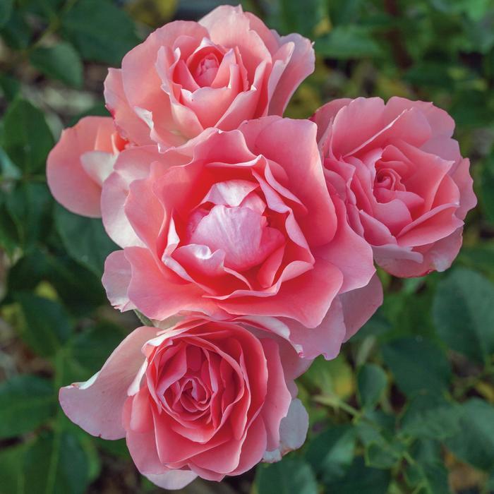 Rosa Floribunda Passionate Kisses®