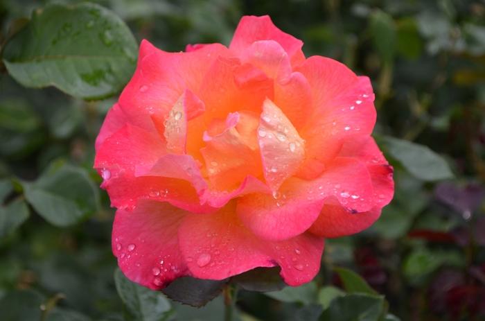 Rosa Floribunda Mardi Gras PP19571