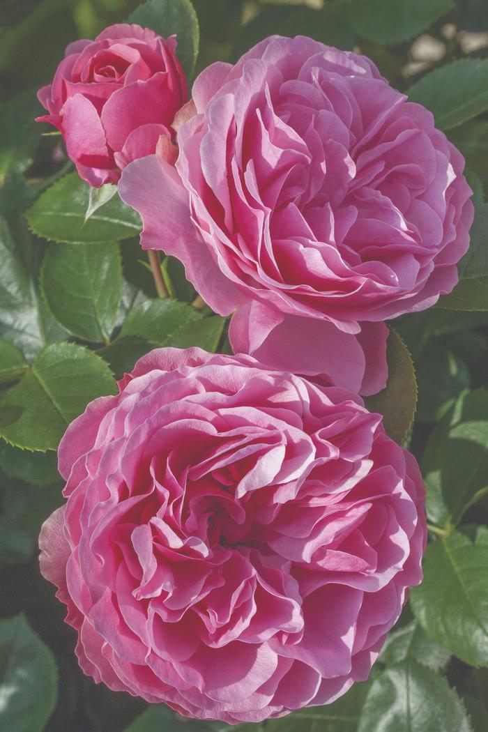 Rosa Floribunda Leonardo da Vinci®