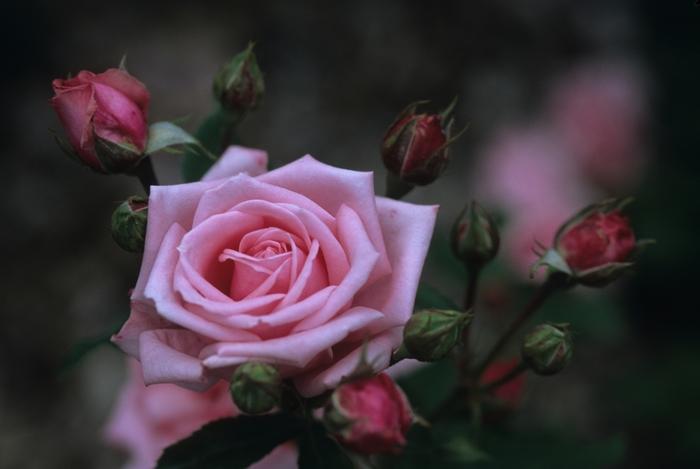 Rosa Floribunda Gene Boerner