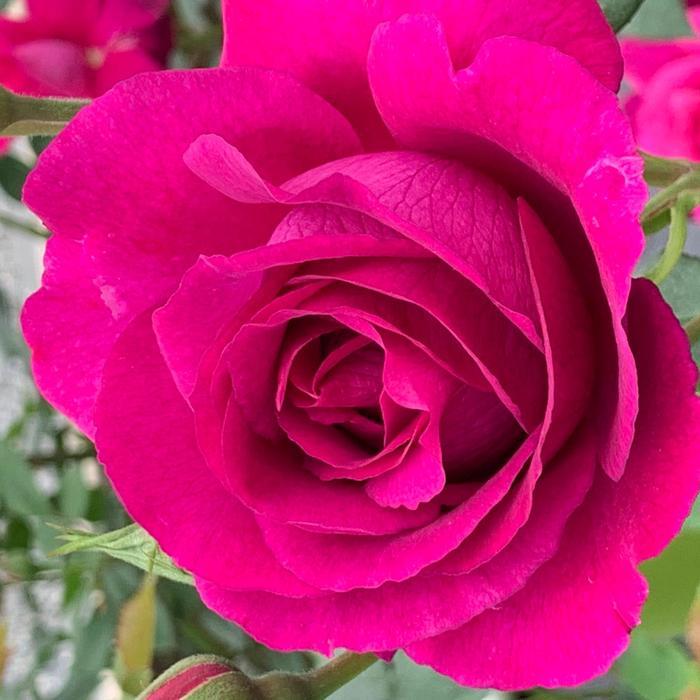 Rosa Floribunda Purple Aura™ PP37080