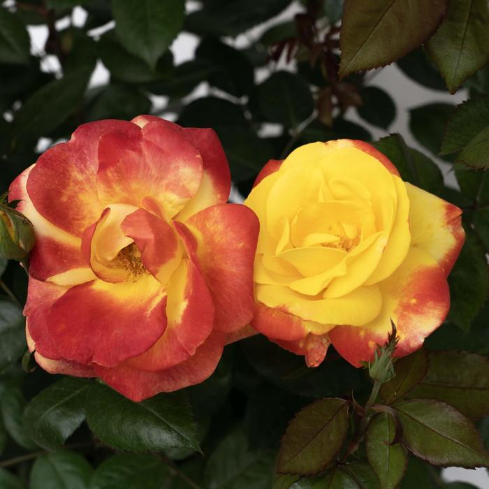 Rosa Floribunda Sunbelt® Garden Flame™ PP36043