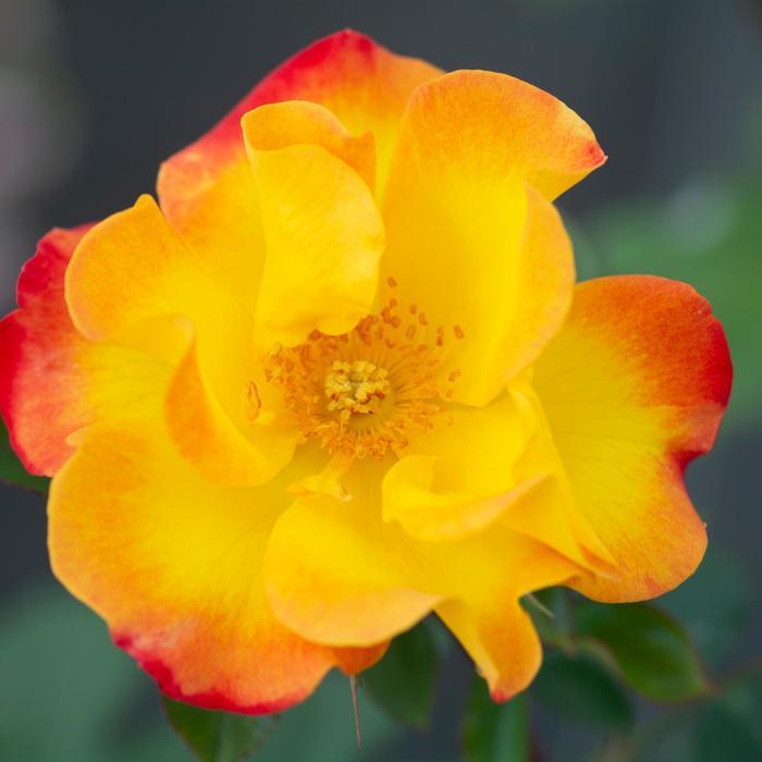 Rosa Floribunda Sunset Horizon™ PPAF