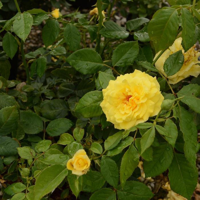 Rosa Floribunda Sunsprite