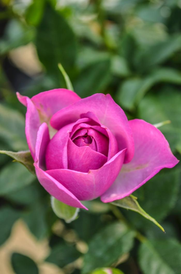 Rosa Floribunda Veranda® Lavender™ PP23683