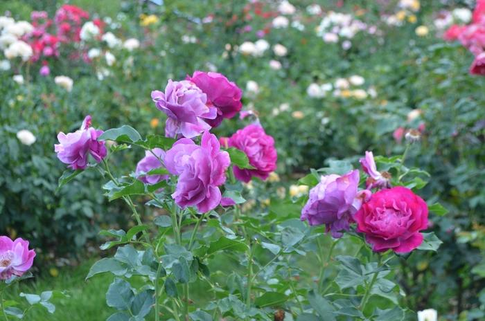 Rosa Grandiflora Wild Blue Yonder PP18554