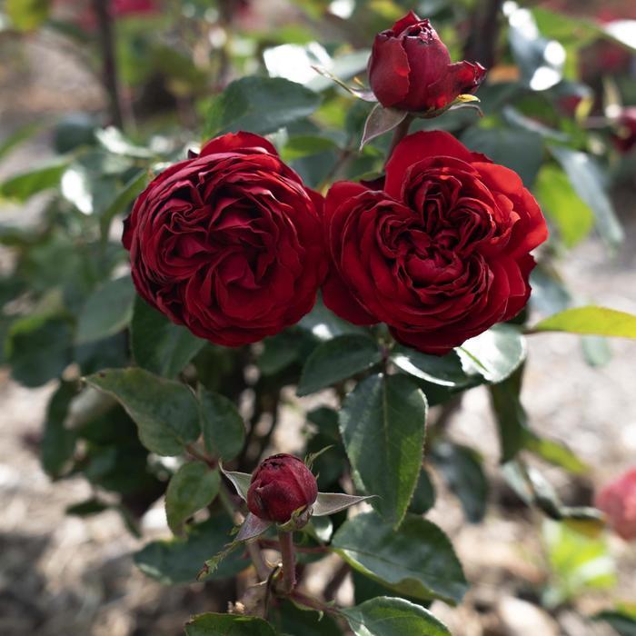 Rosa Grandiflora Tiamo™ PP30142