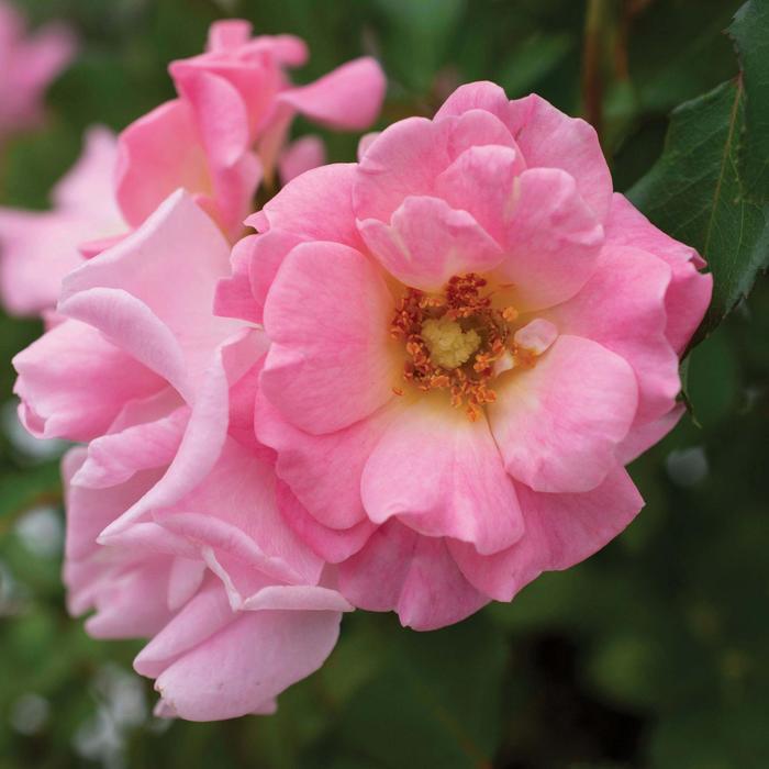 Rosa Groundcover Blushing Drift® PP33507