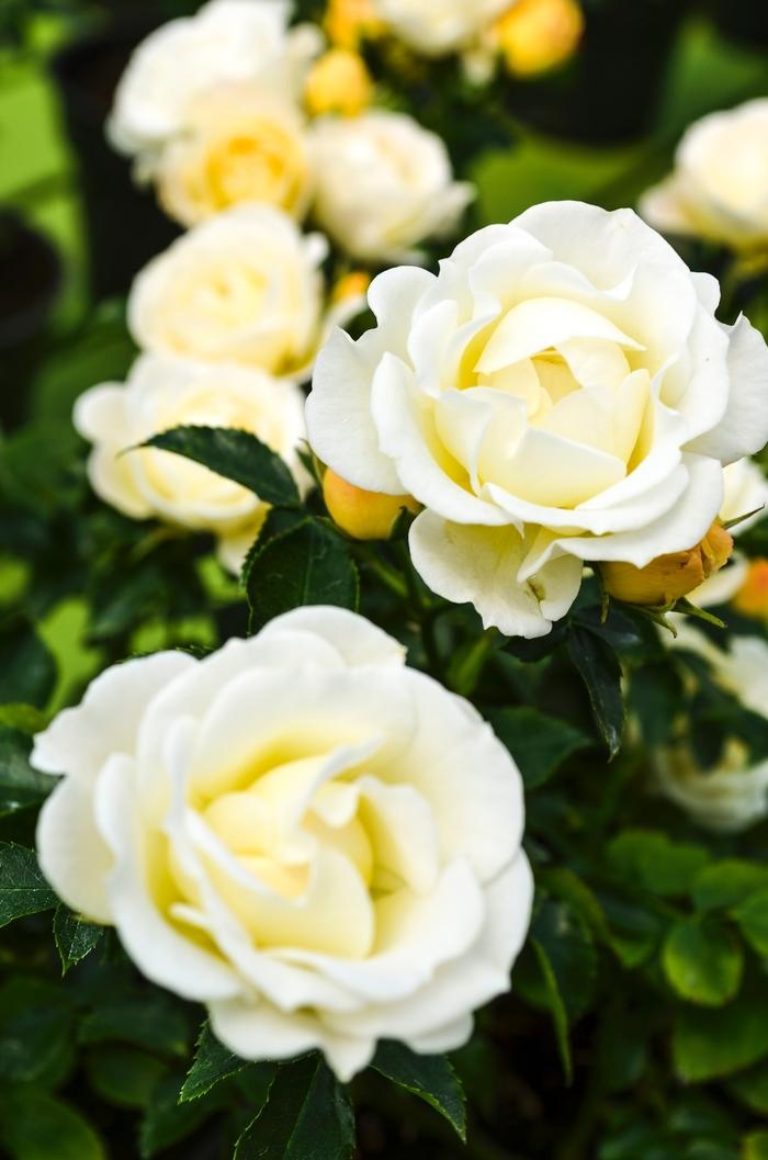 Rosa Groundcover Popcorn Drift® PP24773