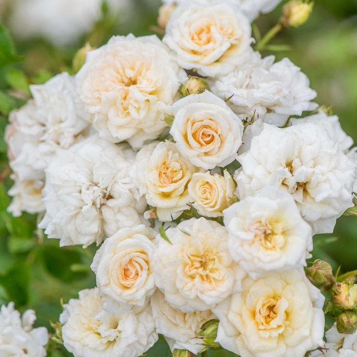 Rosa Tree 36 White Drift® PP28054