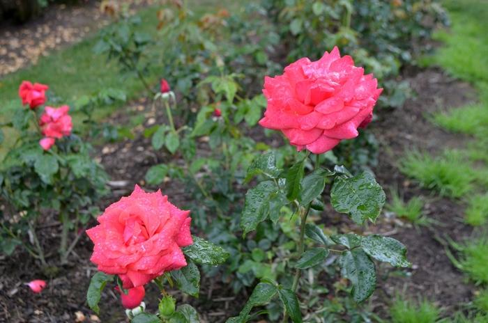 Rosa Hybrid Tea Cinnamon Dolce™ PP24905