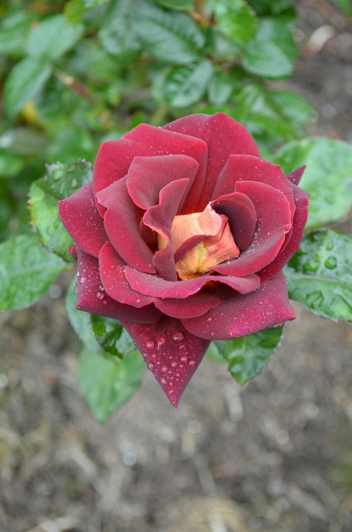 Rosa Hybrid Tea Dark Night™ PP21071