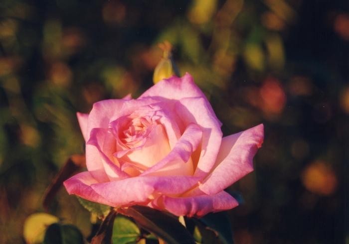 Rosa Hybrid Tea Dolly Parton