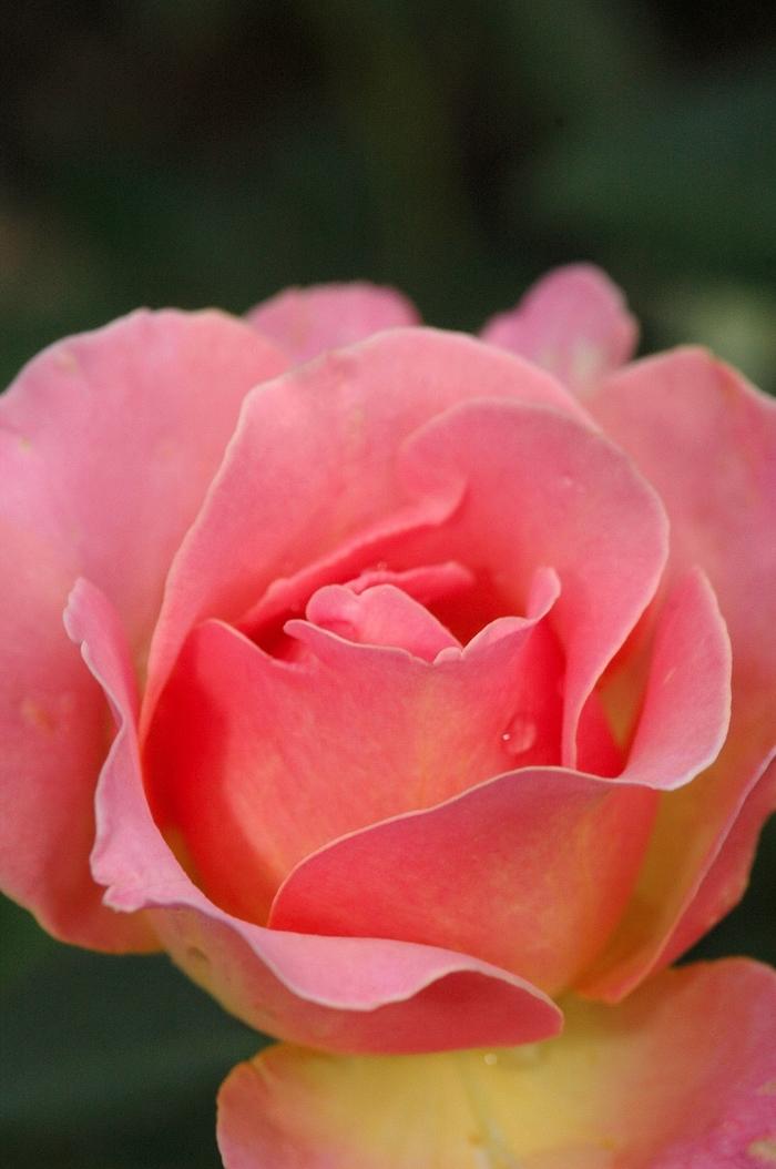 Rosa Hybrid Tea Elle