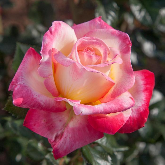 Rosa Hybrid Tea Enchanted Peace™ PPAF