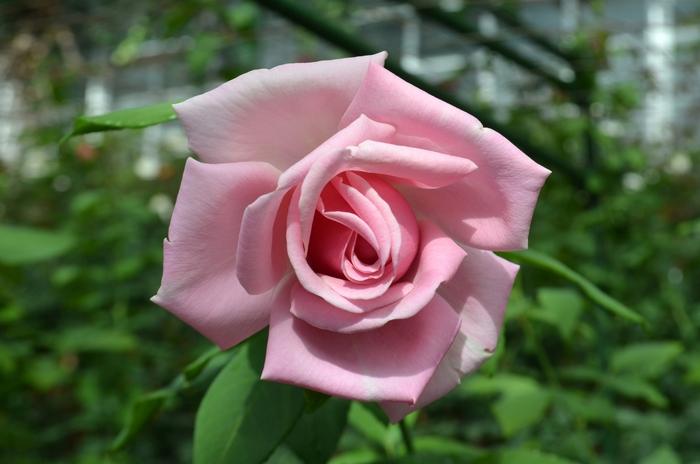 Rosa Hybrid Tea Memorial Day® PP16572