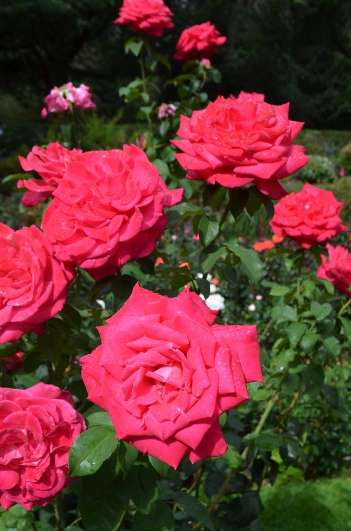 Rosa Hybrid Tea Peter Mayle™ PP11660