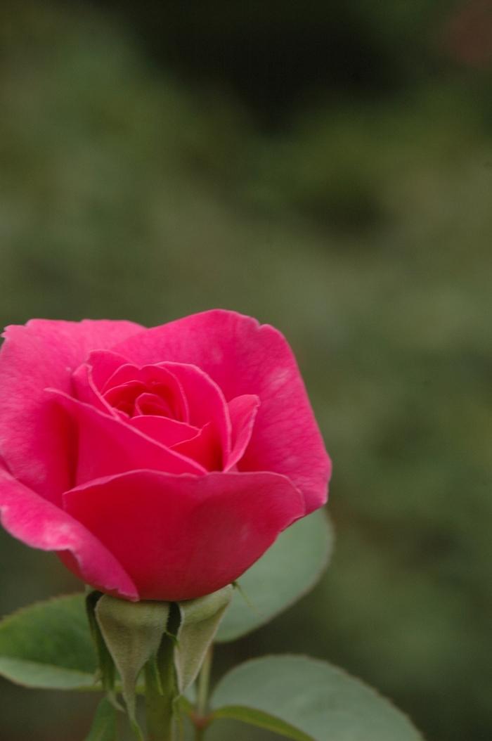 Rosa Hybrid Tea Pink Peace