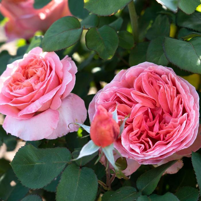 Rosa Tree 36 Sweet Mademoiselle™ PP28659