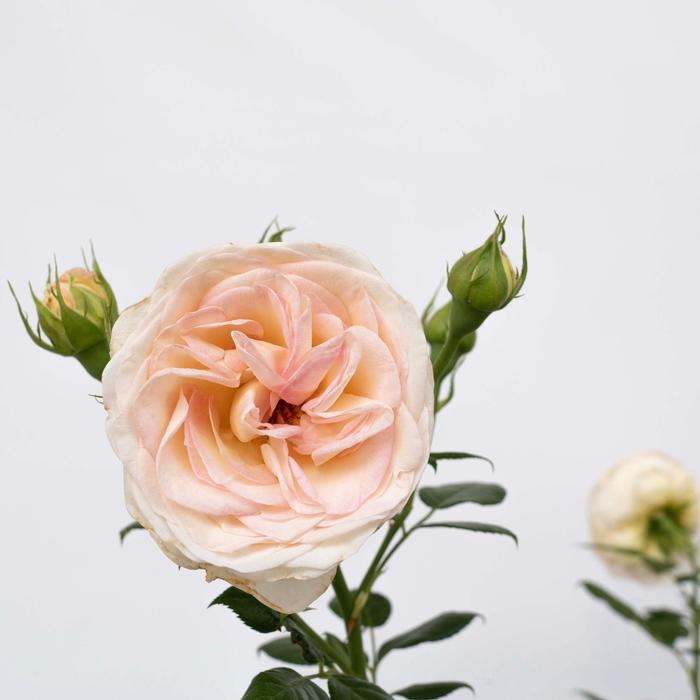 Rosa Hybrid Tea Top Cream™ PP33493