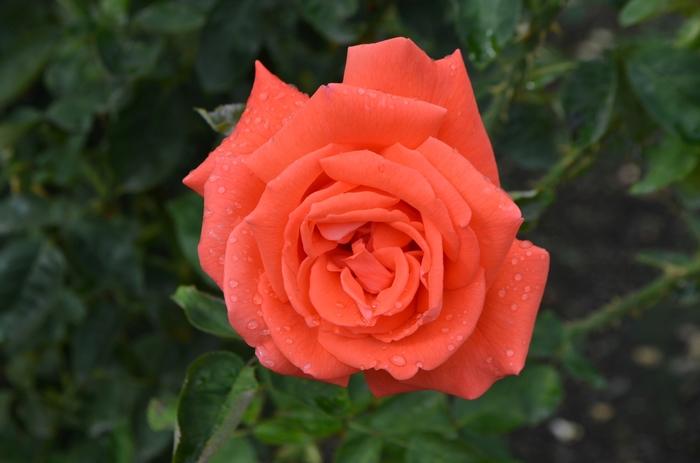 Rosa Tree 36 Tropicana