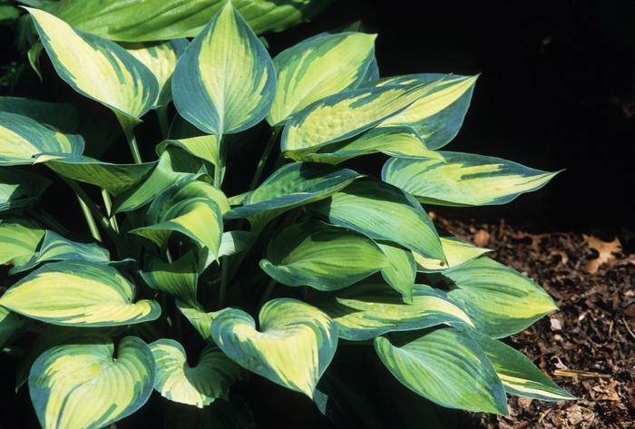 Hosta June