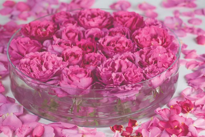 Rosa Hybrid Tea Yves Piaget®