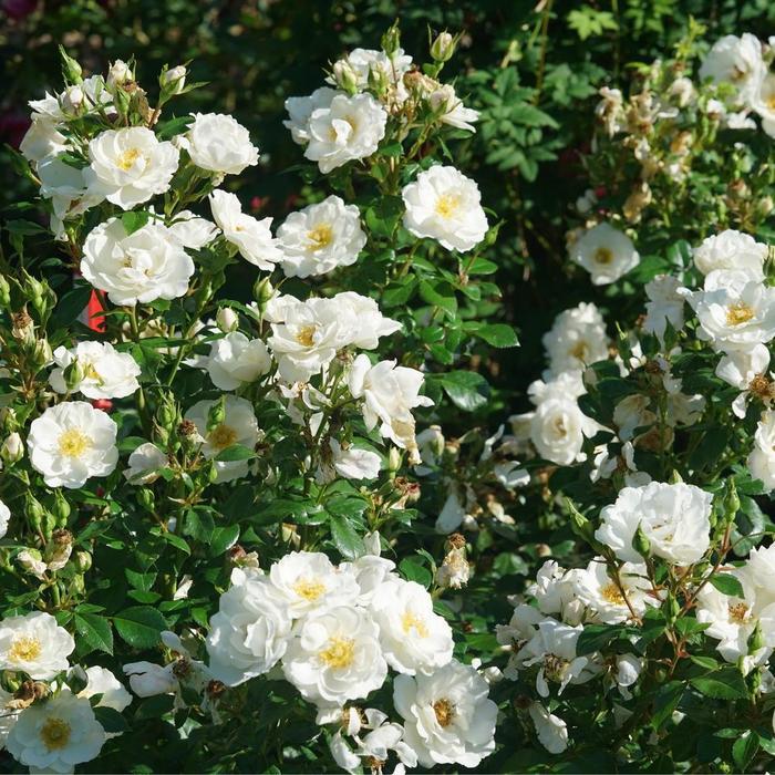 Rosa Shrub Oso Easy Ice Bay®