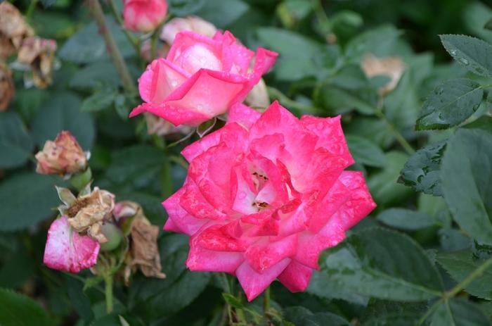 Rosa Shrub Peppermint Pop™ PP22172