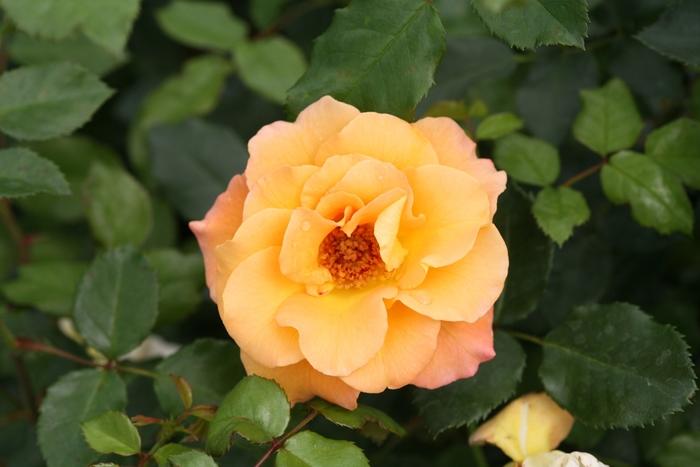Rosa Shrub Sunorita® PP31005