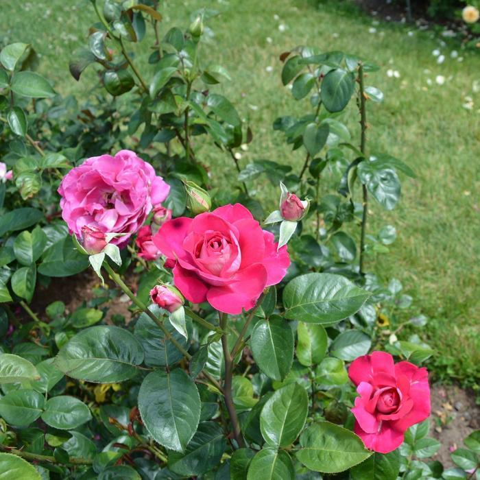 Rosa Hybrid Tea Baronne de Rothschild