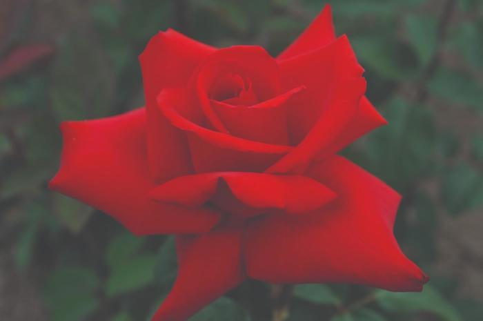 Rosa Hybrid Tea Eleganza® Grand Amore™ PP17047