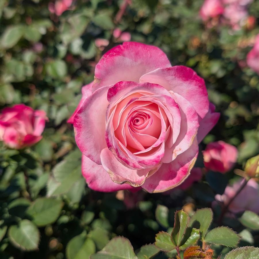 Rosa Shrub True Bloom® True Bliss PP28929