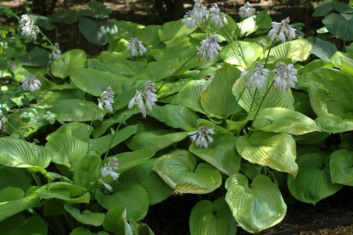 Hosta Sum and Substance