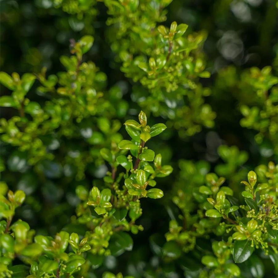 Ilex crenata Steeds